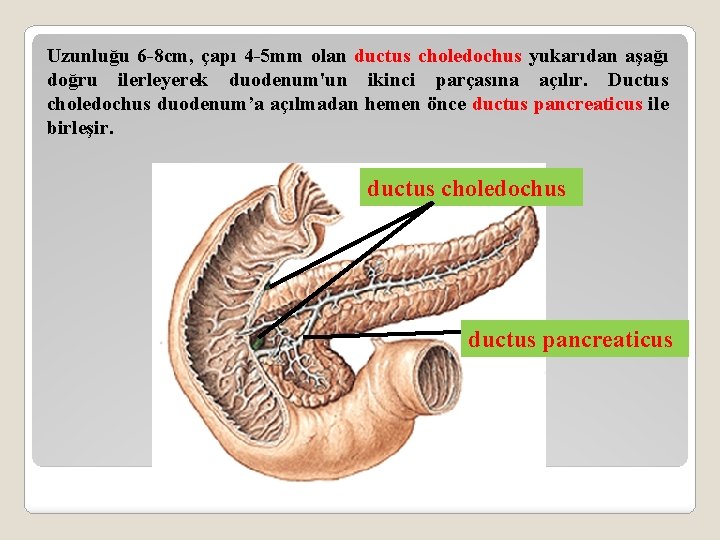 Uzunluğu 6 -8 cm, çapı 4 -5 mm olan ductus choledochus yukarıdan aşağı doğru