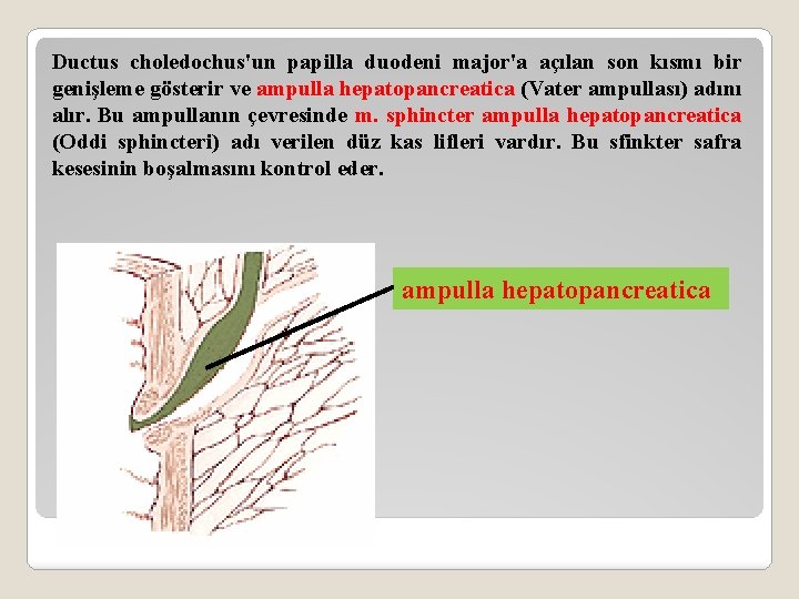 Ductus choledochus'un papilla duodeni major'a açılan son kısmı bir genişleme gösterir ve ampulla hepatopancreatica