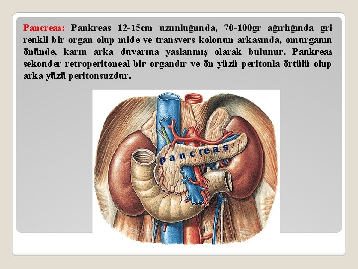 Pancreas: Pankreas 12 -15 cm uzunluğunda, 70 -100 gr ağırlığında gri renkli bir organ