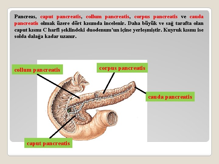 Pancreas, caput pancreatis, collum pancreatis, corpus pancreatis ve cauda pancreatis olmak üzere dört kısımda