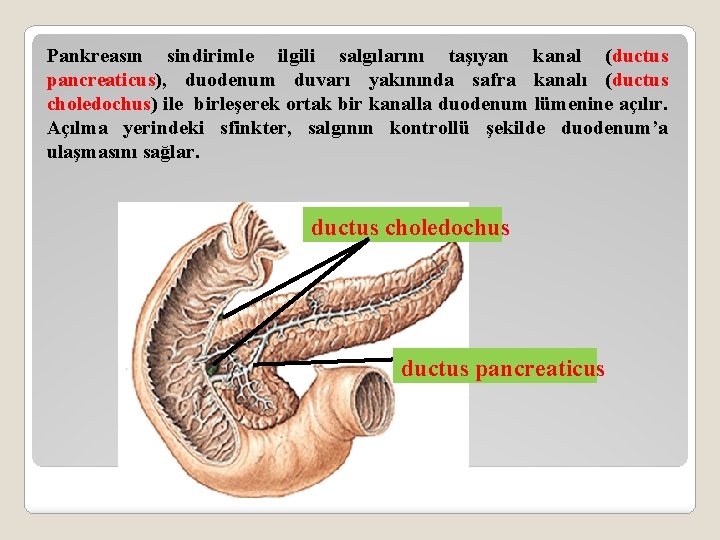 Pankreasın sindirimle ilgili salgılarını taşıyan kanal (ductus pancreaticus), duodenum duvarı yakınında safra kanalı (ductus