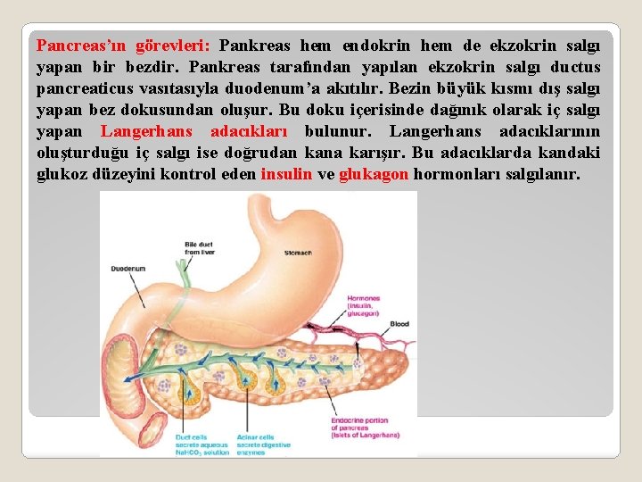 Pancreas’ın görevleri: Pankreas hem endokrin hem de ekzokrin salgı yapan bir bezdir. Pankreas tarafından
