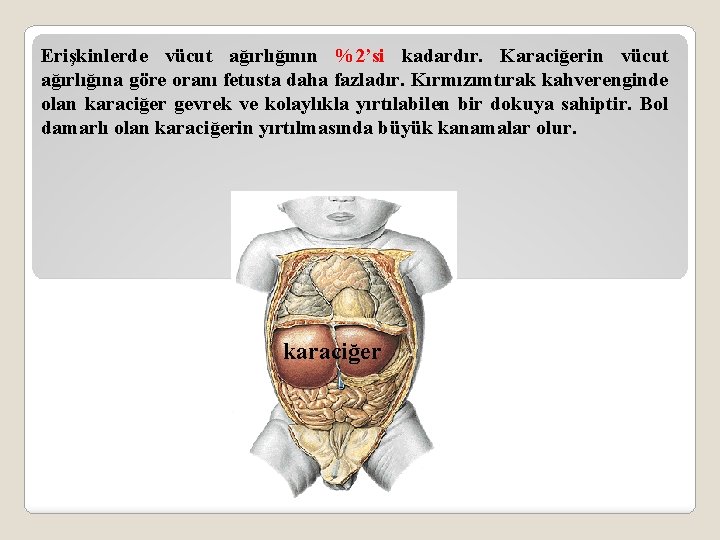 Erişkinlerde vücut ağırlığının %2’si kadardır. Karaciğerin vücut ağırlığına göre oranı fetusta daha fazladır. Kırmızımtırak