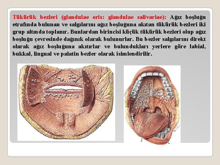 Tükürük bezleri (glandulae oris: glandulae salivariae): Ağız boşluğu etrafında bulunan ve salgılarını ağız boşluğuna