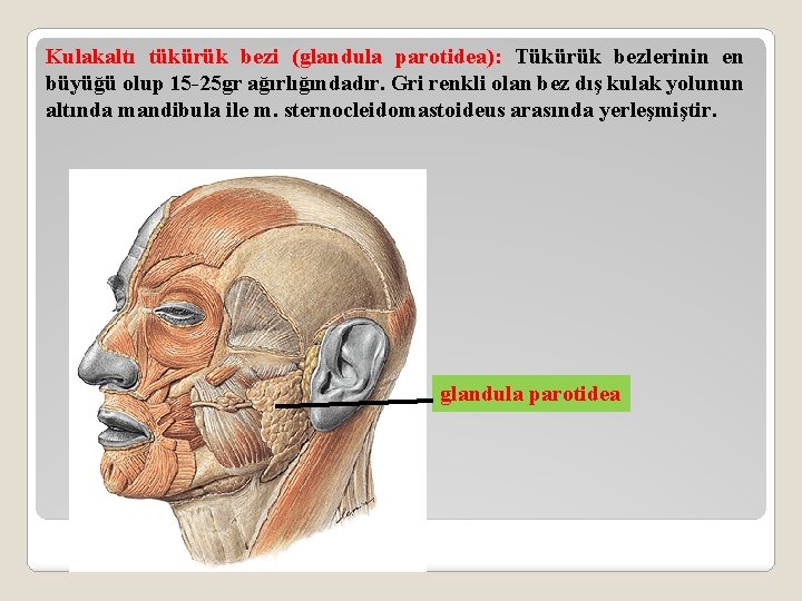 Kulakaltı tükürük bezi (glandula parotidea): Tükürük bezlerinin en büyüğü olup 15 -25 gr ağırlığındadır.