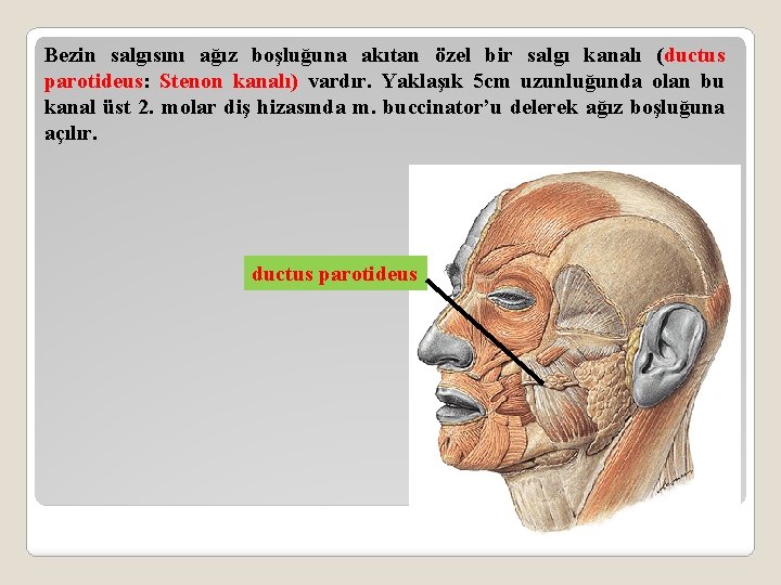 Bezin salgısını ağız boşluğuna akıtan özel bir salgı kanalı (ductus parotideus: Stenon kanalı) vardır.