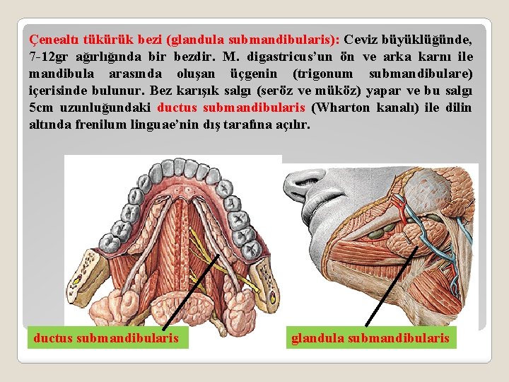 Çenealtı tükürük bezi (glandula submandibularis): Ceviz büyüklüğünde, 7 -12 gr ağırlığında bir bezdir. M.