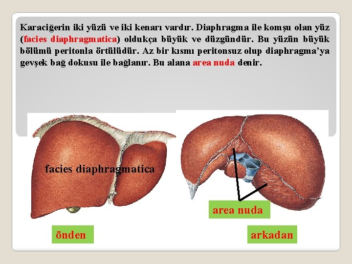 Karaciğerin iki yüzü ve iki kenarı vardır. Diaphragma ile komşu olan yüz (facies diaphragmatica)
