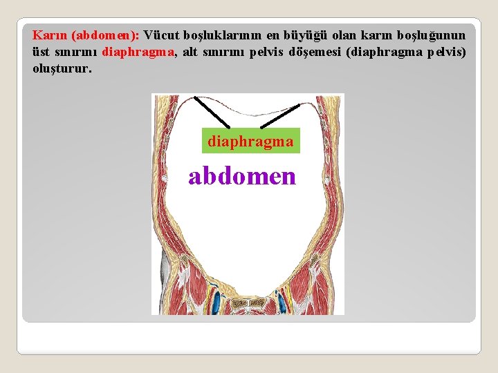 Karın (abdomen): Vücut boşluklarının en büyüğü olan karın boşluğunun üst sınırını diaphragma, alt sınırını