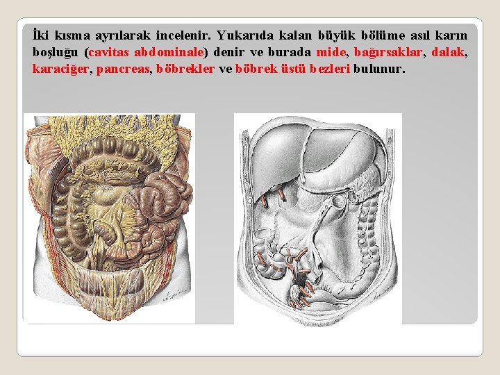 İki kısma ayrılarak incelenir. Yukarıda kalan büyük bölüme asıl karın boşluğu (cavitas abdominale) denir