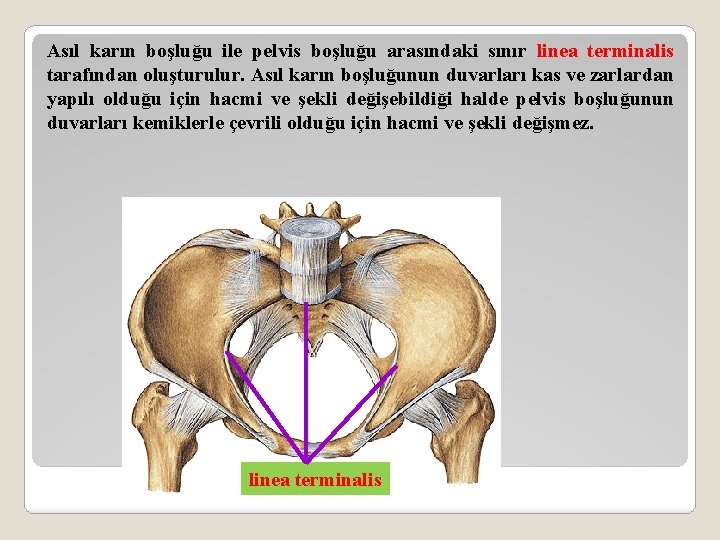 Asıl karın boşluğu ile pelvis boşluğu arasındaki sınır linea terminalis tarafından oluşturulur. Asıl karın