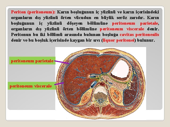 Periton (peritoneum): Karın boşluğunun iç yüzünü ve karın içerisindeki organların dış yüzünü örten vücudun