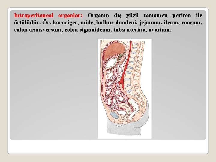 Intraperitoneal organlar: Organın dış yüzü tamamen periton ile örtülüdür. Ör. karaciğer, mide, bulbus duodeni,