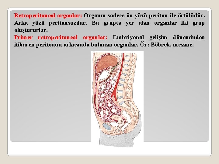 Retroperitoneal organlar: Organın sadece ön yüzü periton ile örtülüdür. Arka yüzü peritonsuzdur. Bu grupta