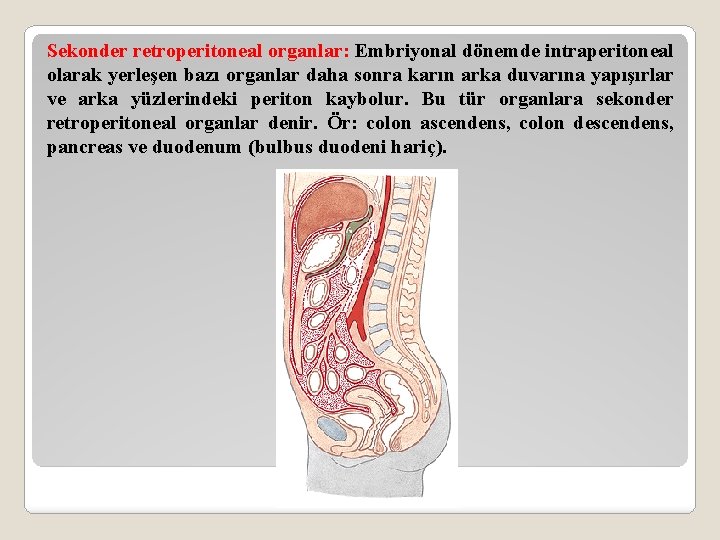 Sekonder retroperitoneal organlar: Embriyonal dönemde intraperitoneal olarak yerleşen bazı organlar daha sonra karın arka