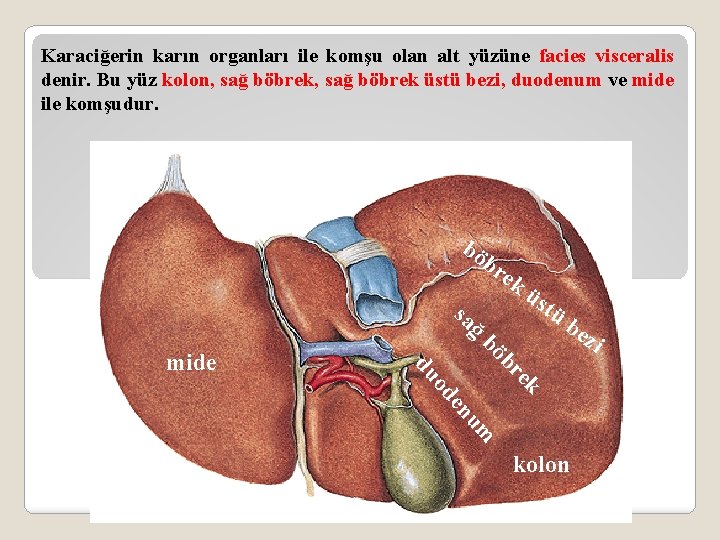 Karaciğerin karın organları ile komşu olan alt yüzüne facies visceralis denir. Bu yüz kolon,