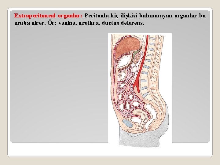 Extraperitoneal organlar: Peritonla hiç ilişkisi bulunmayan organlar bu gruba girer. Ör: vagina, urethra, ductus