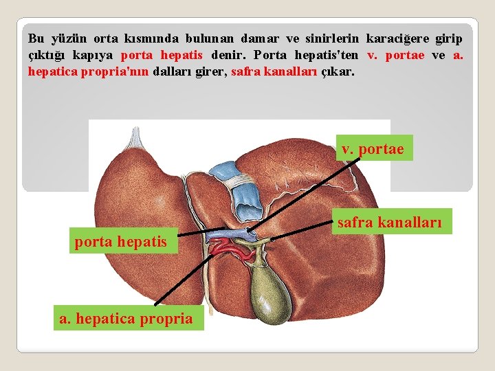 Bu yüzün orta kısmında bulunan damar ve sinirlerin karaciğere girip çıktığı kapıya porta hepatis