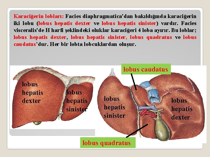 Karaciğerin lobları: Facies diaphragmatica'dan bakıldığında karaciğerin iki lobu (lobus hepatis dexter ve lobus hepatis