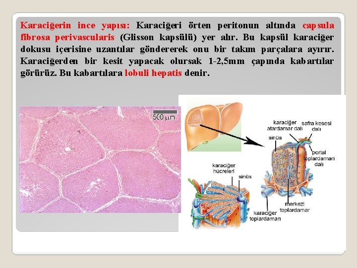 Karaciğerin ince yapısı: Karaciğeri örten peritonun altında capsula fibrosa perivascularis (Glisson kapsülü) yer alır.