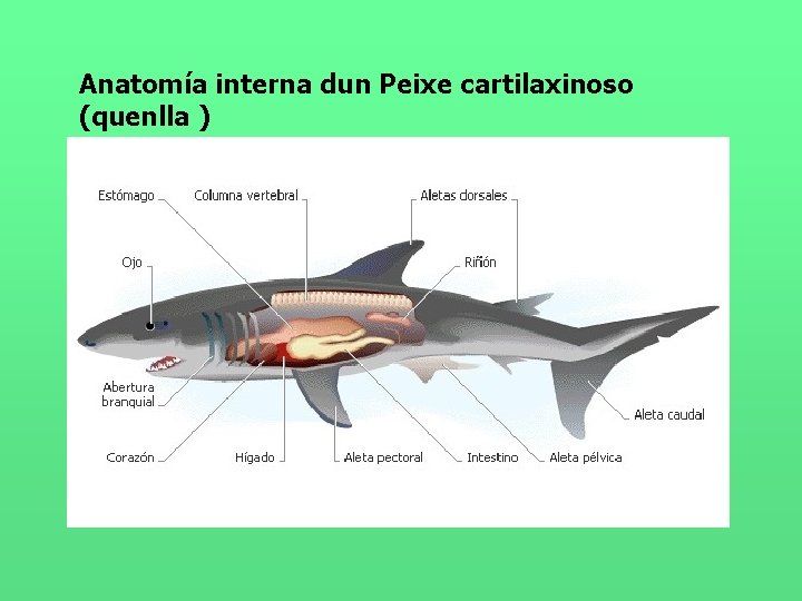 Anatomía interna dun Peixe cartilaxinoso (quenlla ) 