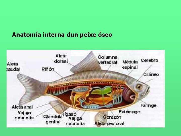 Anatomía interna dun peixe óseo 