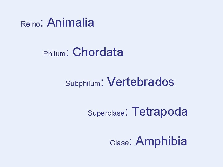 Reino : Animalia Philum : Chordata Subphilum : Vertebrados Superclase : Tetrapoda Clase :