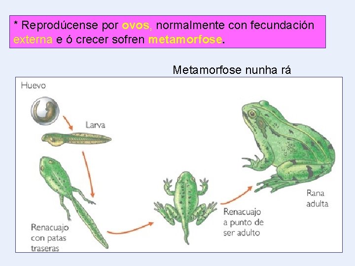 * Reprodúcense por ovos, normalmente con fecundación externa e ó crecer sofren metamorfose. Metamorfose