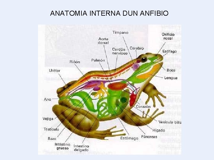 ANATOMIA INTERNA DUN ANFIBIO 