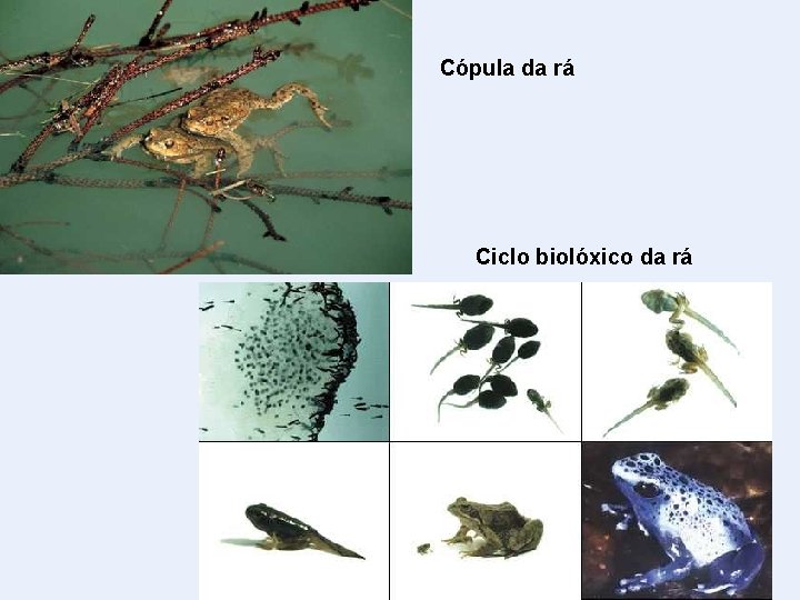 Cópula da rá Ciclo biolóxico da rá 