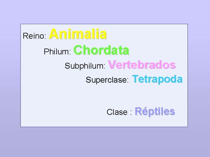 Reino: Animalia Philum: Chordata Subphilum: Vertebrados Superclase: Tetrapoda Clase : Réptiles 