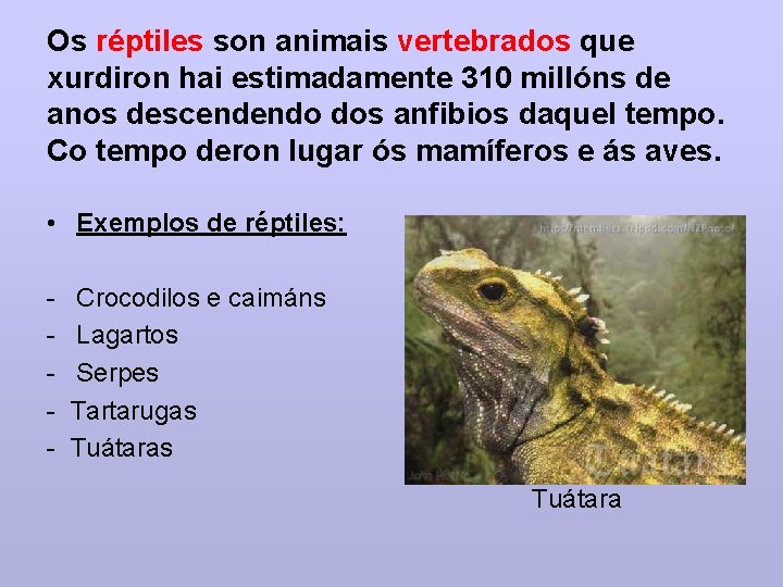 Os réptiles son animais vertebrados que xurdiron hai estimadamente 310 millóns de anos descendendo