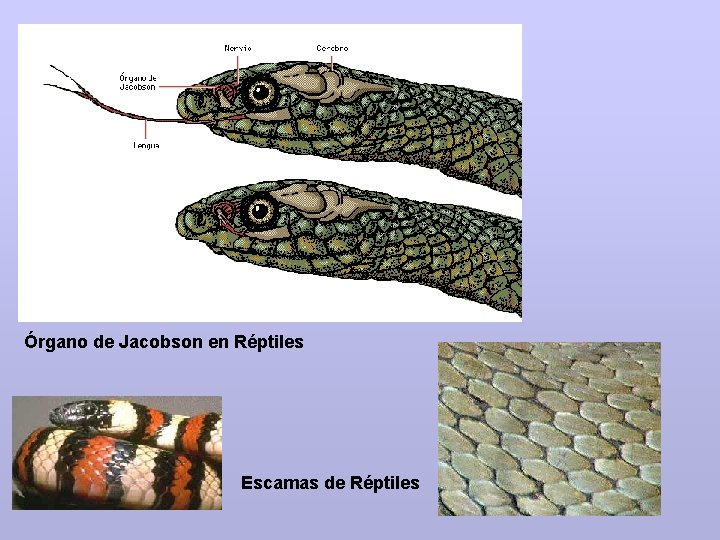 Órgano de Jacobson en Réptiles Escamas de Réptiles 