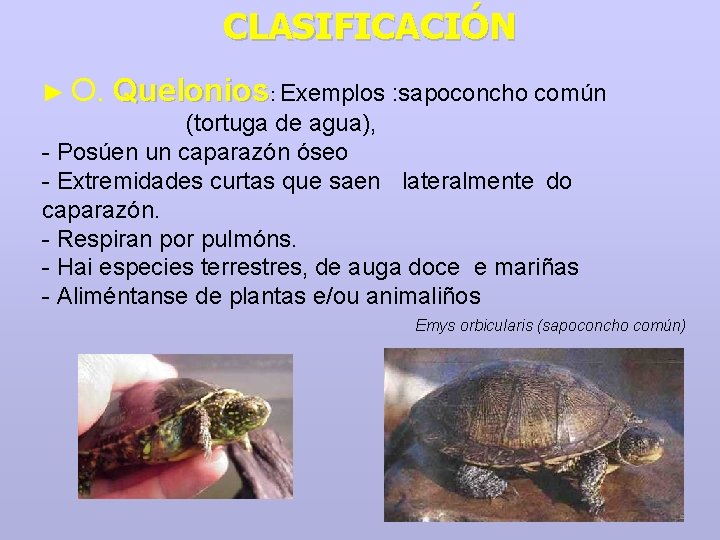 CLASIFICACIÓN ► O. Quelonios: Exemplos : sapoconcho común (tortuga de agua), - Posúen un