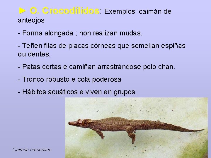 ► O. Crocodílidos: Exemplos: caimán de anteojos - Forma alongada ; non realizan mudas.