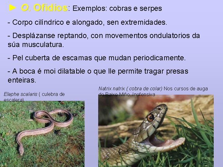 ► O. Ofidios: Exemplos: cobras e serpes - Corpo cilíndrico e alongado, sen extremidades.