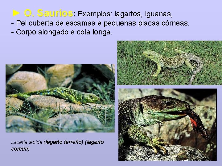 ► O. Saurios: Exemplos: lagartos, iguanas, - Pel cuberta de escamas e pequenas placas