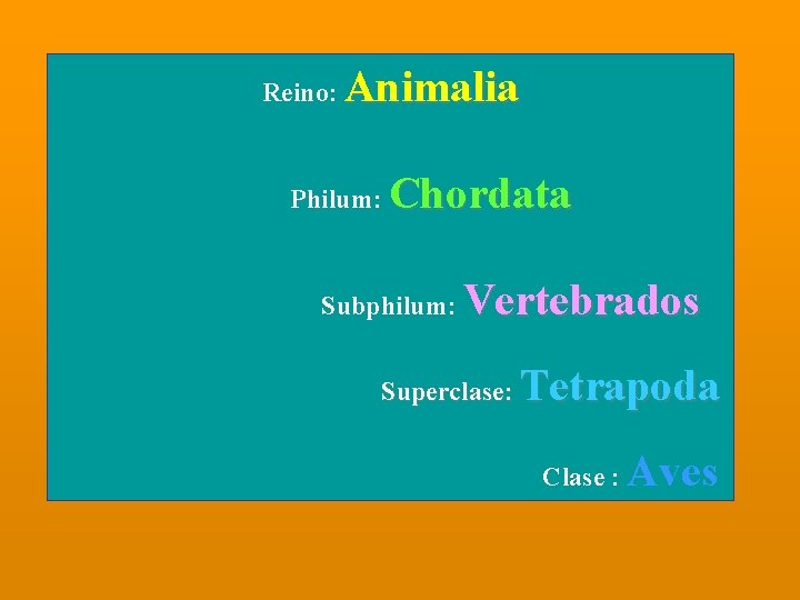 Reino: Animalia Philum: Chordata Subphilum: Vertebrados Superclase: Tetrapoda Clase : Aves 