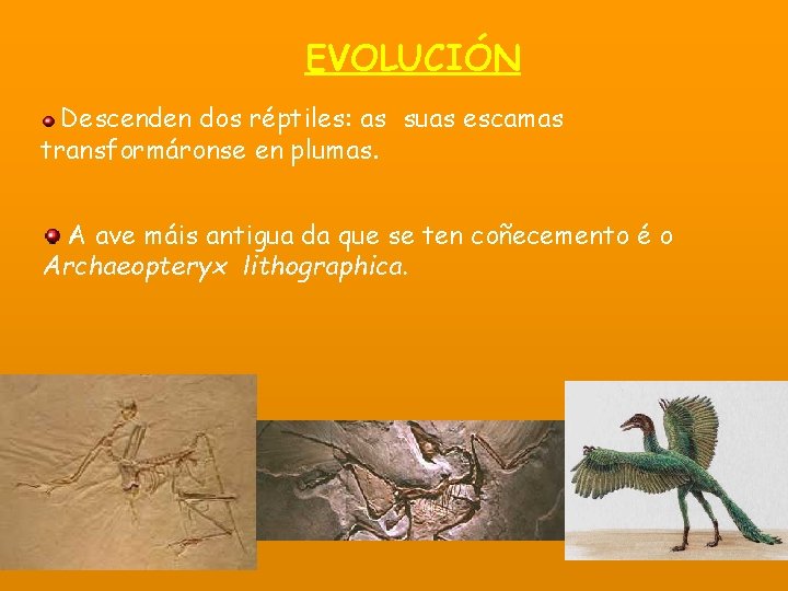 EVOLUCIÓN Descenden dos réptiles: as suas escamas transformáronse en plumas. A ave máis antigua