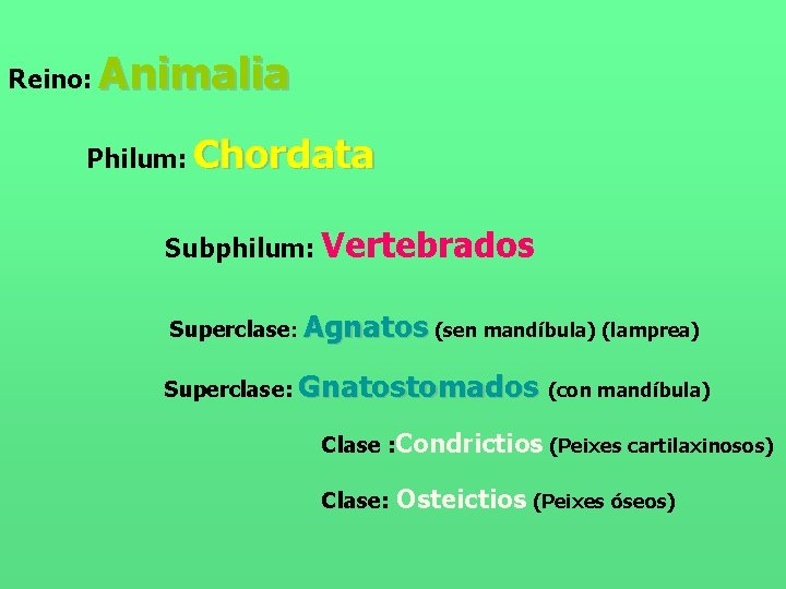 Reino: Animalia Philum: Chordata Subphilum: Vertebrados Superclase: Agnatos (sen mandíbula) (lamprea) Superclase: Gnatostomados (con