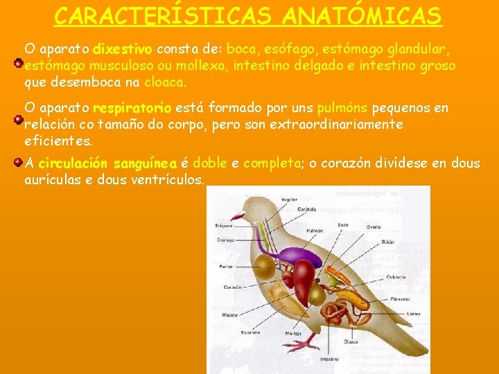 CARACTERÍSTICAS ANATÓMICAS O aparato dixestivo consta de: boca, esófago, estómago glandular, estómago musculoso ou