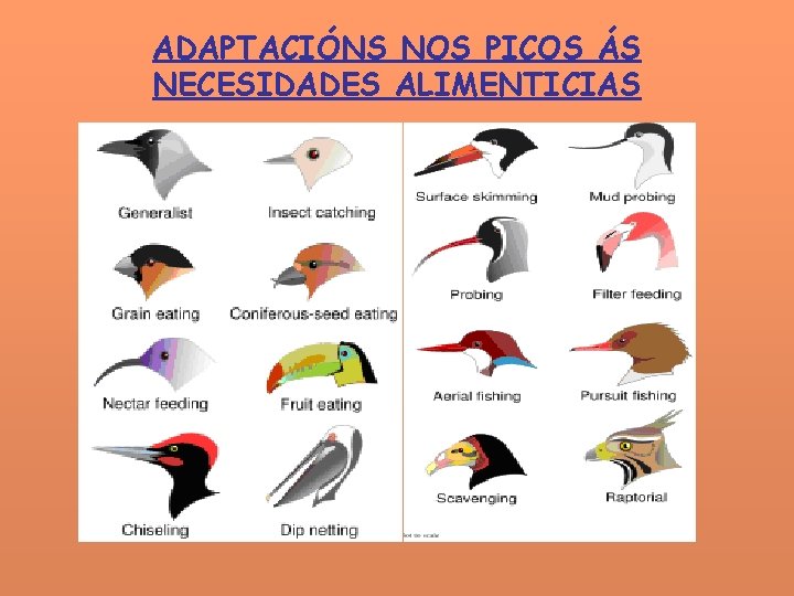 ADAPTACIÓNS NOS PICOS ÁS NECESIDADES ALIMENTICIAS 