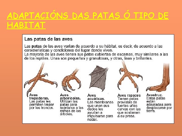 ADAPTACIÓNS DAS PATAS Ó TIPO DE HABITAT 