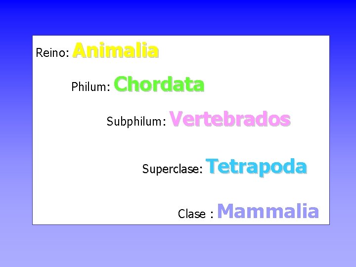 Reino: Animalia Philum: Chordata Subphilum: Vertebrados Superclase: Tetrapoda Clase : Mammalia 
