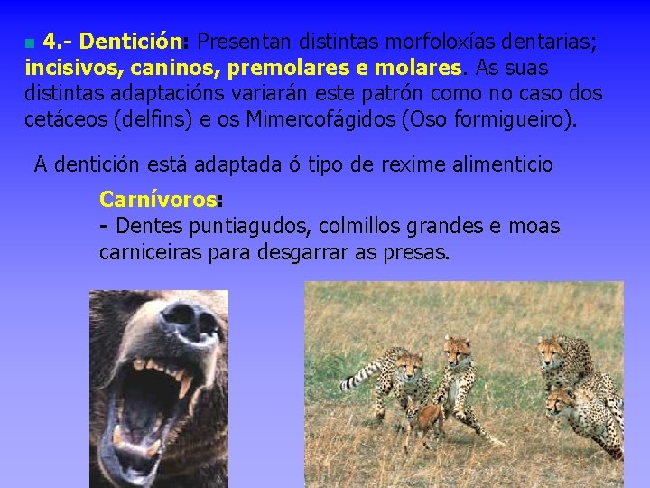 4. - Dentición: Presentan distintas morfoloxías dentarias; incisivos, caninos, premolares e molares. As suas