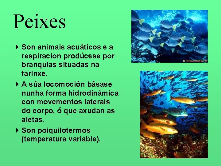 Peixes 4 Son animais acuáticos e a respiracion prodúcese por branquias situadas na farinxe.
