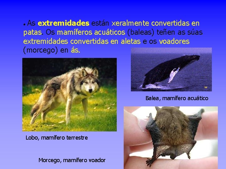 As extremidades están xeralmente convertidas en patas. Os mamíferos acuáticos (baleas) teñen as súas