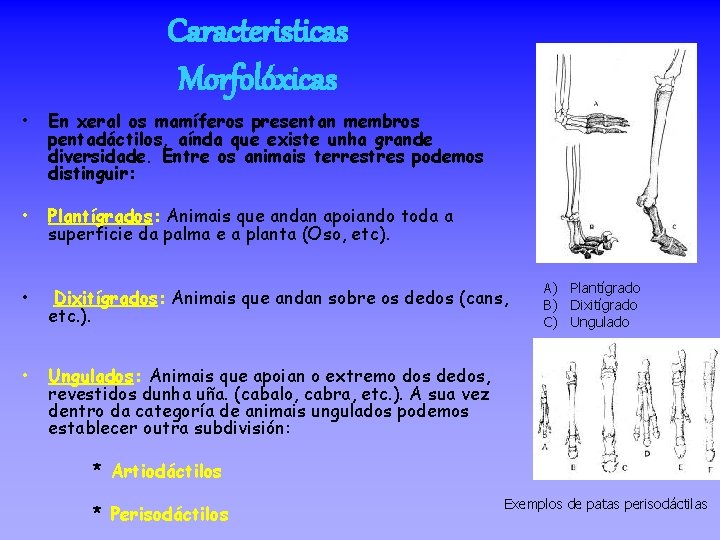 Caracteristicas Morfolóxicas • En xeral os mamíferos presentan membros pentadáctilos, aínda que existe unha