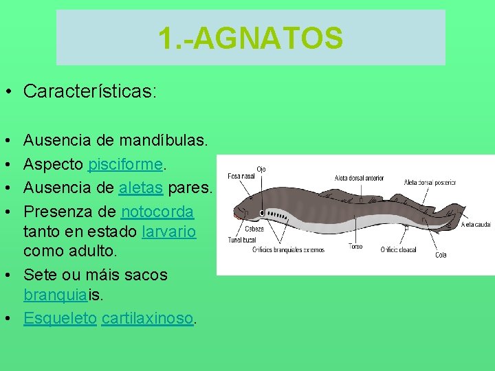 1. -AGNATOS • Características: • • Ausencia de mandíbulas. Aspecto pisciforme. Ausencia de aletas