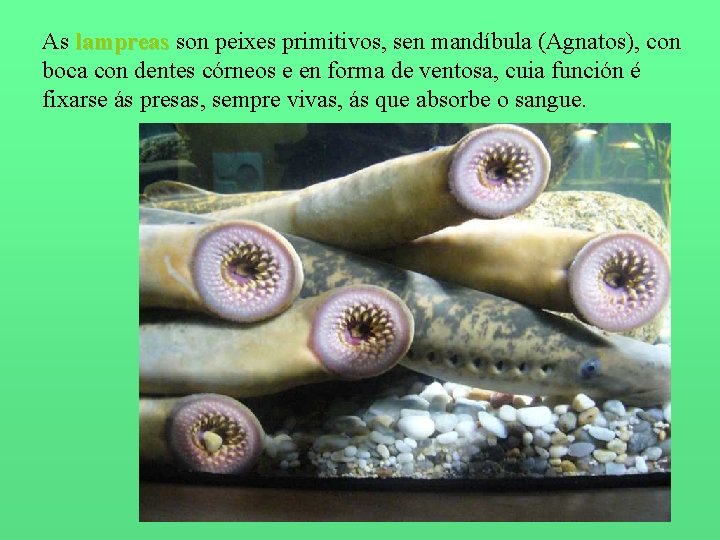 As lampreas son peixes primitivos, sen mandíbula (Agnatos), con boca con dentes córneos e